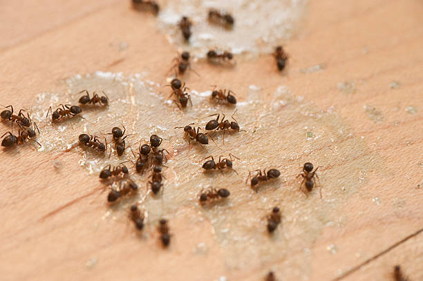 Pest Control Cost in Ely, NV