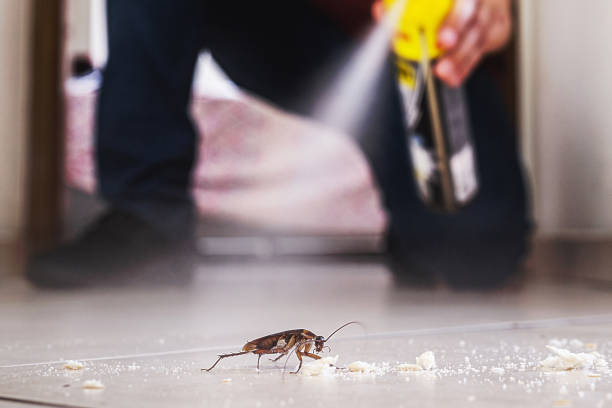 Best Insect Control  in Ely, NV